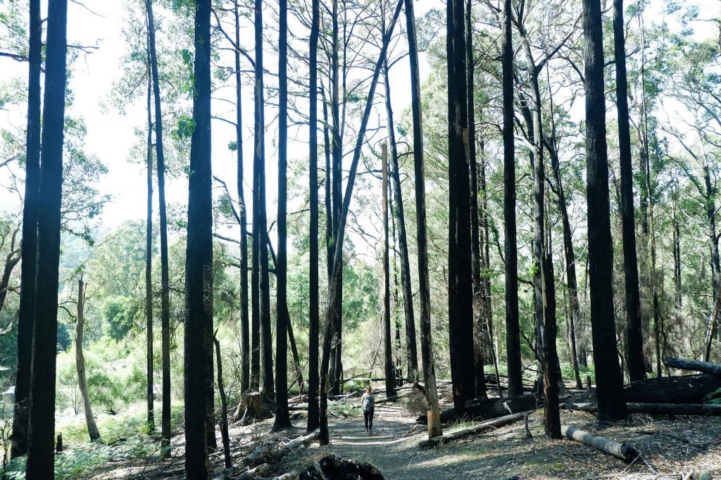 hiking in tasmania