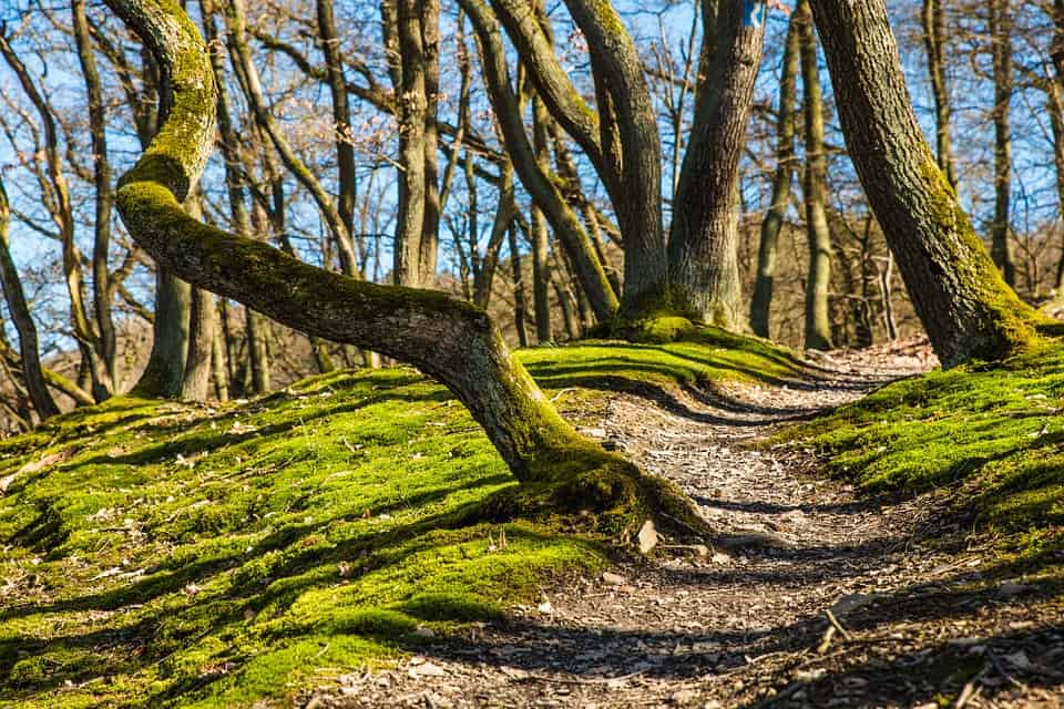 hiking the Appalachian trail